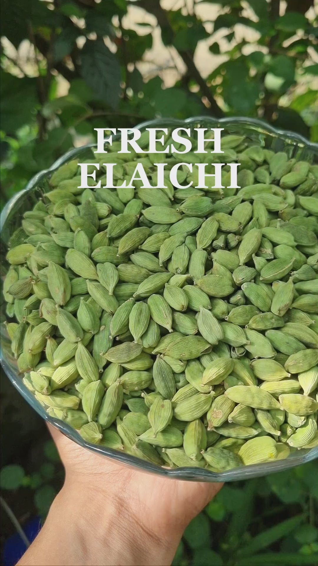Swadhit Lovepods Premium | Best Quality Cardamom Above 8mm